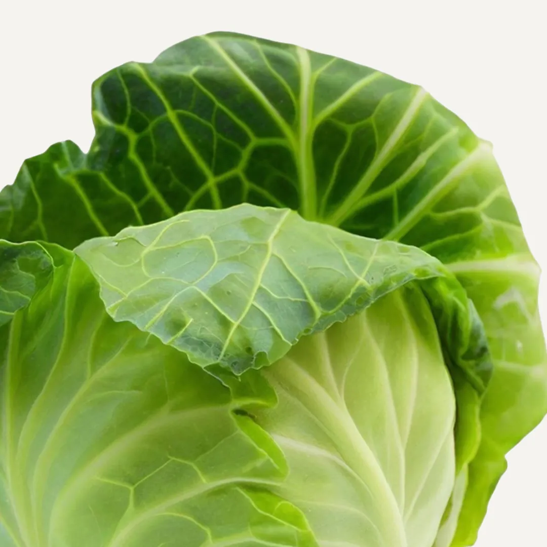 Green Cabbage - Image 2