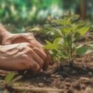 Modelo Orientado Para a Sustentabilidade no Agronegócio Global